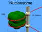 nucleosome