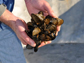 oysters threatened by acidification