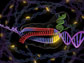 short DNA sequences known as PAM