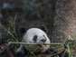 a panda eating bamboo