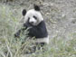 a panda eating