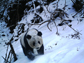Panda in Wolong Nature Reserve