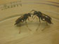 Polistes fuscatus fighting in a laboratory setting