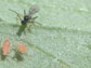 Aphid