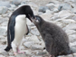 a penguin and a chick