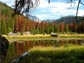 pine trees around a lake