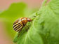 a potato beetle