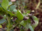 an infected potato plant