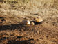 black-tailed prairie dogs