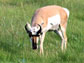 a pronghorn