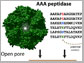 protein graphic