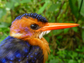 an African pygmy kingfisher