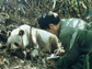 photo of a researcher next to a Qinling panda