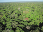 a rainforest canopy