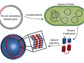 illustration of the recombinant process