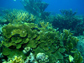 a reef in Curaçao