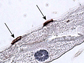 section of a renal tubule