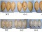 transgenic lines of rice