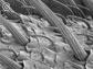 an electron microscopy image of roach antennae