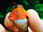 Rufous hummingbird