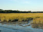 salt marsh