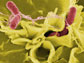 salmonella bacteria under a microscope