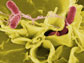 genes found in Salmonella