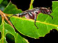 a scarab beetle