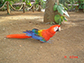Scarlet Macaw walks on the ground