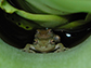 pair of Scinax alcatraz laying eggs