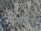 ice covered tree branches