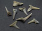 sharks teeth