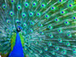 a peacock