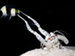 mantis shrimp attack their dinner with their claws