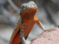 photo of lizard