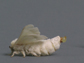 Silkworm Moth