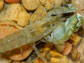 snapping shrimp