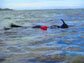 researcher snorkeling in Fiji