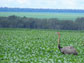 an ostrich in a field