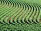 a soybean field