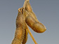 a soybean