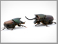 two beetles of the genus Onthophagus