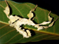 a young Australian stick insect hangs upside-down