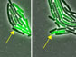 a single cell oscillated