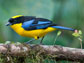 tanagers are the most colorful birds in the world