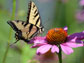 an Eastern Tiger Swallowtail