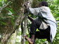 men in Twa society (Uganda) regularly climb trees