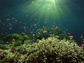 fish swimming around a tropical reef