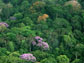 tropical rainforest canopy