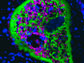 IgT surrounds a ghost-like trout skin parasite